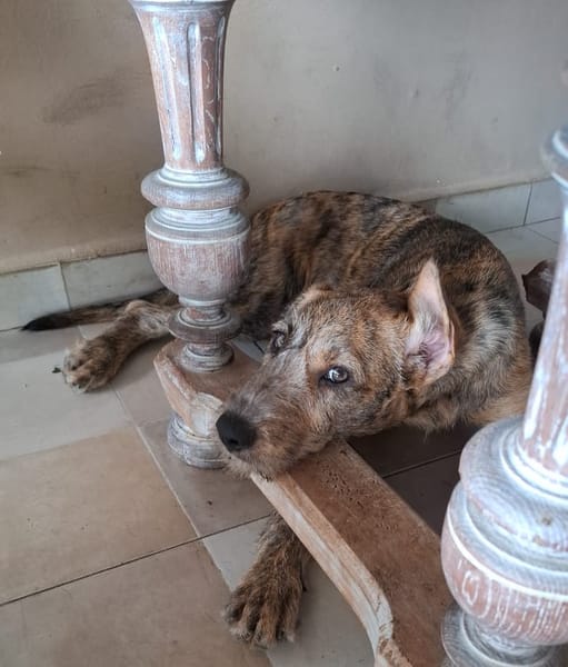 MARGARITA, chiot femelle croisée