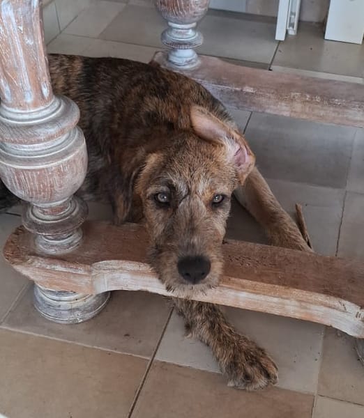 MARGARITA, chiot femelle croisée