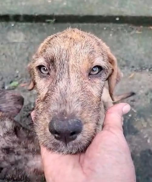 MARGARITA, chiot femelle croisée
