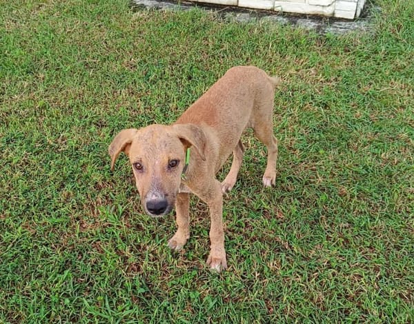 ATCHI, chiot Berger Créole mâle