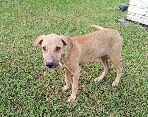 ATCHI, chiot Berger Créole mâle