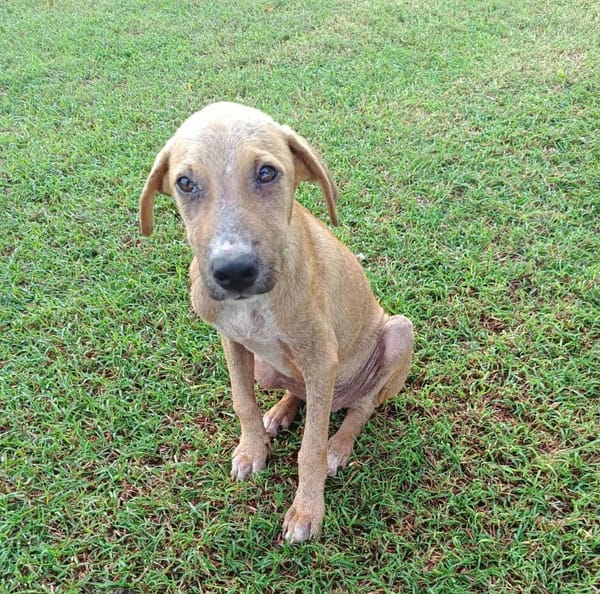 ATCHI, chiot Berger Créole mâle