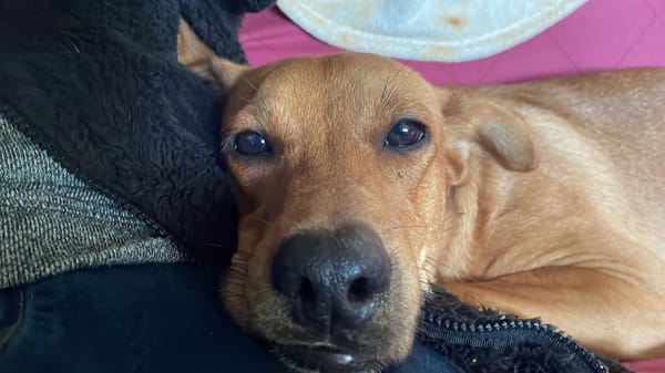 CHOUPY, Mâle berger créole junior