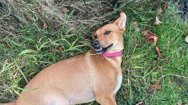 CHOUPY, Mâle berger créole junior