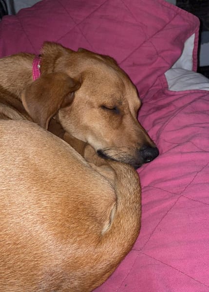 CHOUPY, Mâle berger créole junior