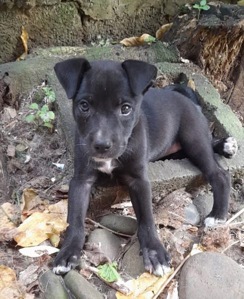 MOLLY, chiot femelle Berger Créole