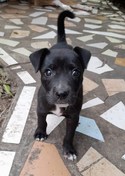 MOLLY, chiot femelle Berger Créole