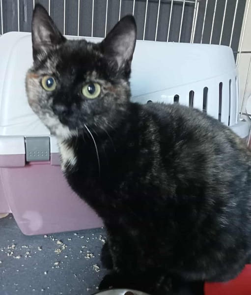 SOS pour 3 chatonnes