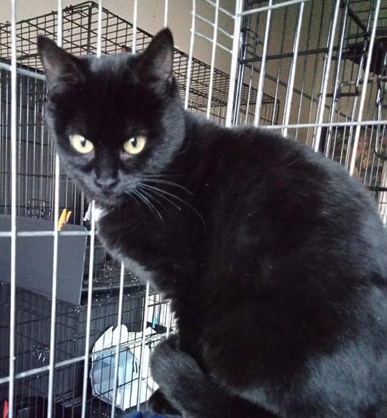 SOS pour 3 chatonnes