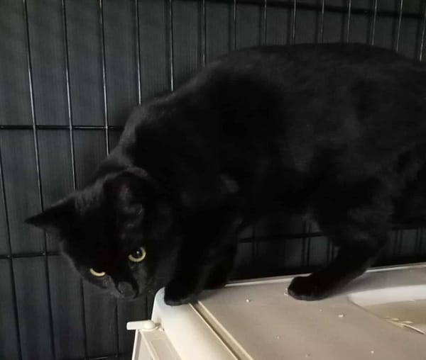 SOS pour 3 chatonnes