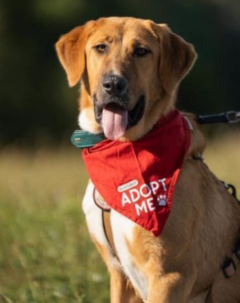 HSH-Mix-Lady♥Suvi♥63911 Klingenberg/Main