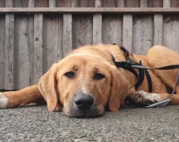 HSH-Mix-Lady♥Suvi♥63911 Klingenberg/Main