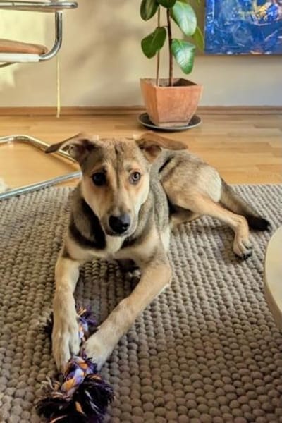 Trusky-Fröhliche Ohren suchen neue Couch