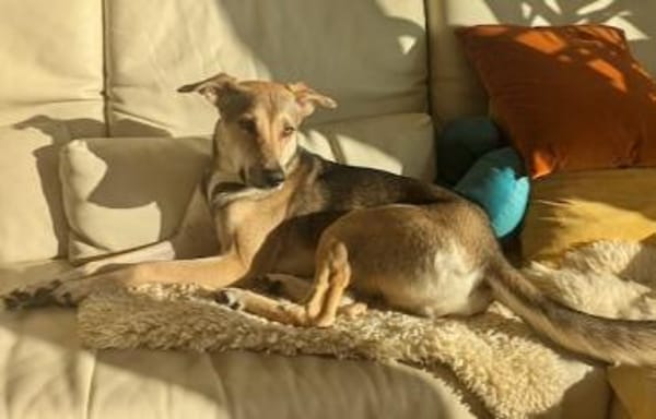 Trusky-Fröhliche Ohren suchen neue Couch