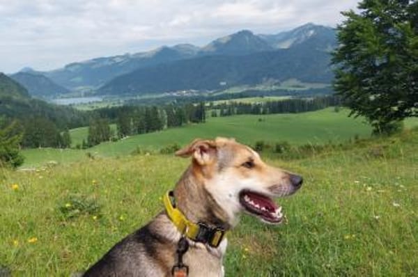 Trusky-Fröhliche Ohren suchen neue Couch