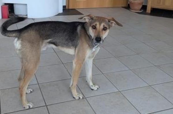 Trusky-Fröhliche Ohren suchen neue Couch