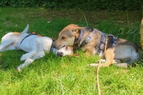 Trusky-Fröhliche Ohren suchen neue Couch