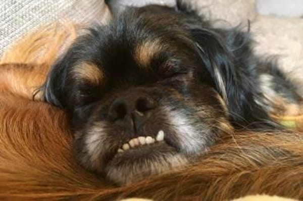 Nanno liebe und Herzenswarm 💚