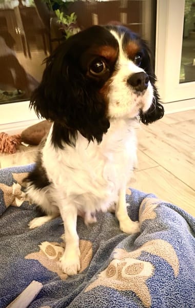 Lenny in 47877 Willich