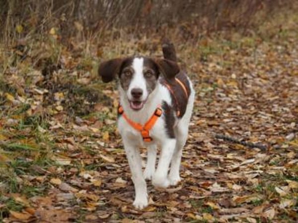 Aufgeweckte Antonina sucht Zuhause