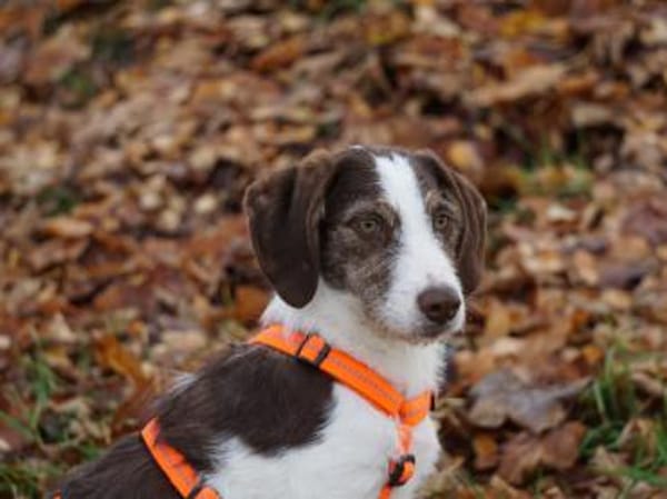 Aufgeweckte Antonina sucht Zuhause