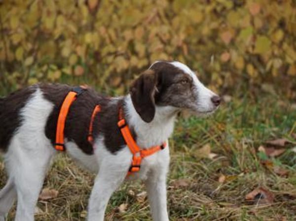 Aufgeweckte Antonina sucht Zuhause