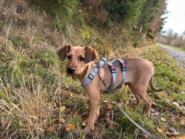 Alfio sucht sein Glück