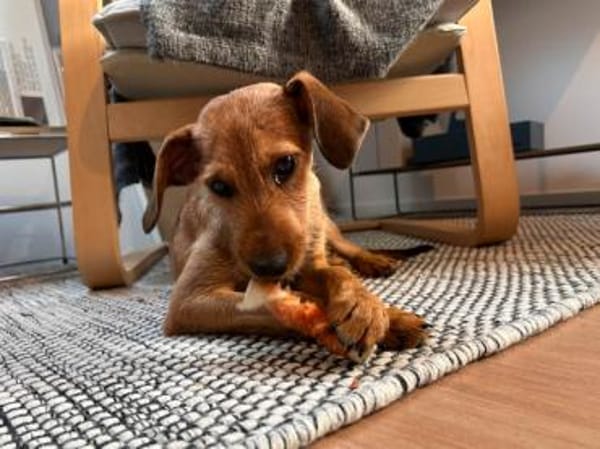 Alfio sucht sein Glück