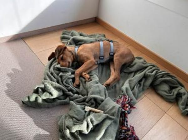 Alfio sucht sein Glück