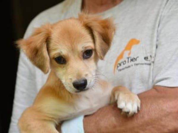 Geben Sie Costant ein Zuhause?