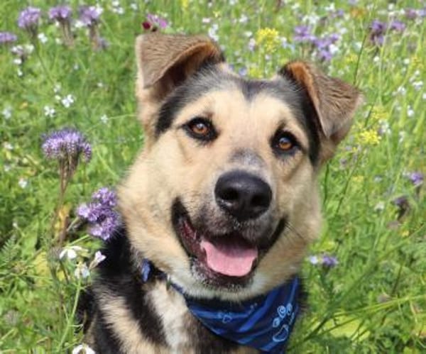 Murphy- FIT AUF VIER PFOTEN