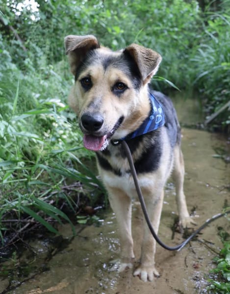 Murphy- FIT AUF VIER PFOTEN