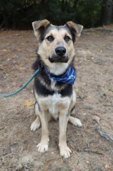 Murphy- FIT AUF VIER PFOTEN