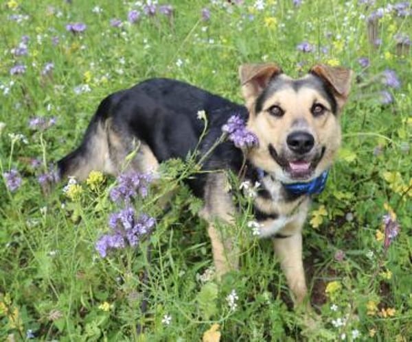 Murphy- FIT AUF VIER PFOTEN