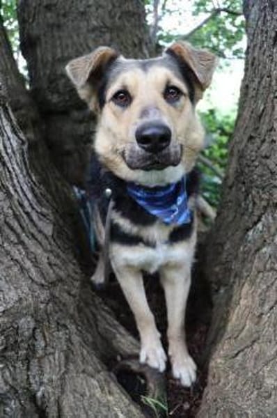 Murphy- FIT AUF VIER PFOTEN