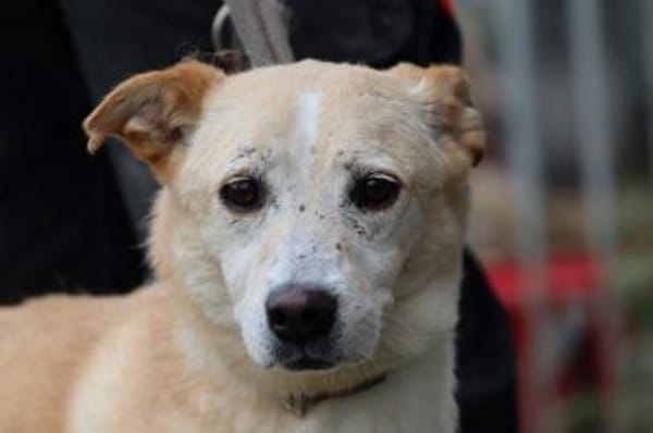 Geona - sehr lieb u. verschmust