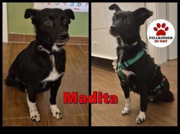 sehr kleine Madita sucht ihr Zuhause