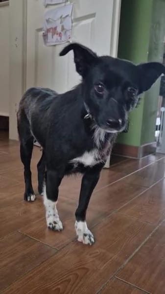 sehr kleine Madita sucht ihr Zuhause