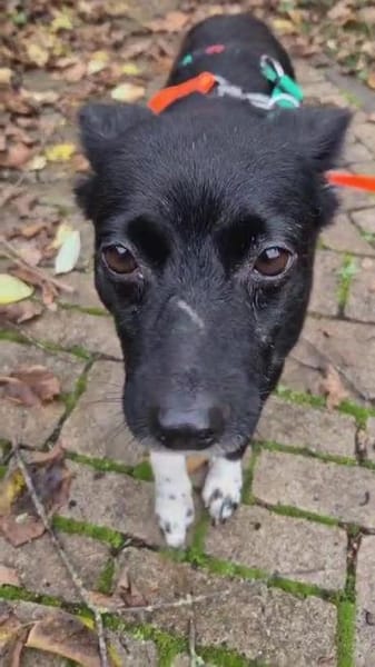 sehr kleine Madita sucht ihr Zuhause