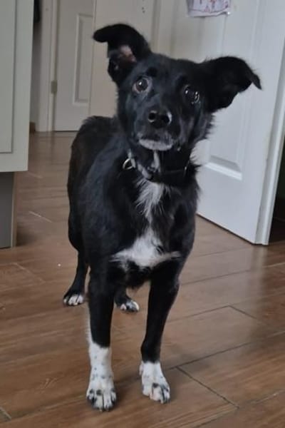 sehr kleine Madita sucht ihr Zuhause