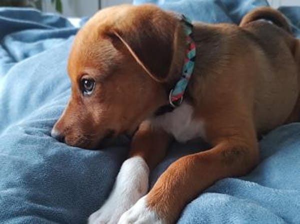 Darf Conni zu Ihnen gehören?