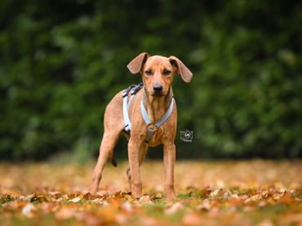 Familie für Arno gesucht