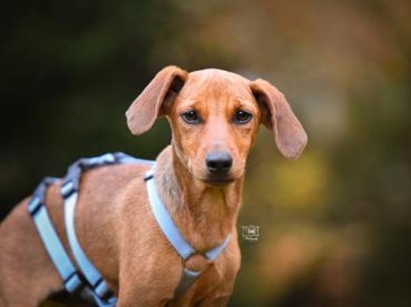 Familie für Arno gesucht