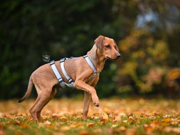 Familie für Arno gesucht