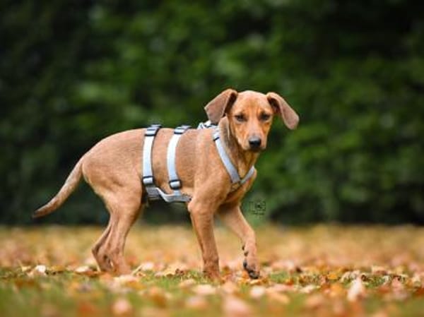 Familie für Arno gesucht