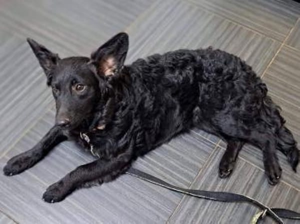 Mona, sehr sozial und aufgeweckt