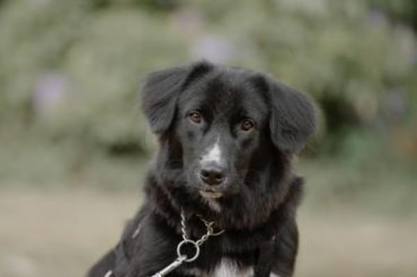 Fusel - der Charmeur