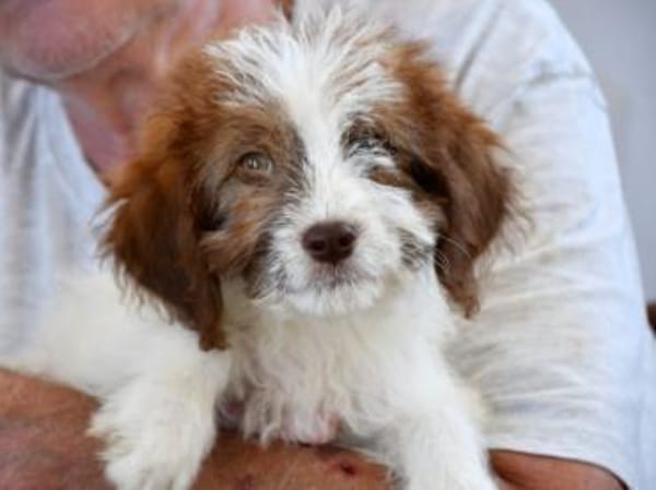 Carlina möchte Ihnen Freude bereiten