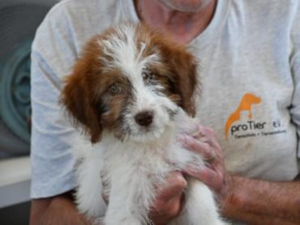 Carlina möchte Ihnen Freude bereiten