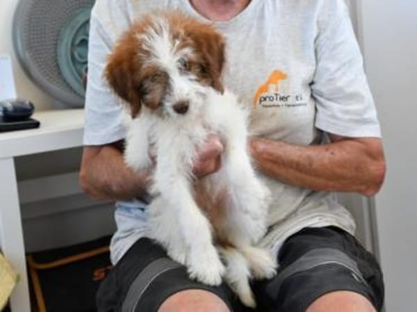 Carlina möchte Ihnen Freude bereiten